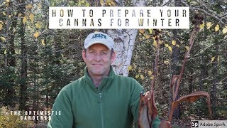 How to Prepare Your Cannas for Winter [upl. by Sadonia]