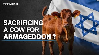 Sacrificing red cows The Jewish prophecy to replace Al Aqsa [upl. by Banquer]