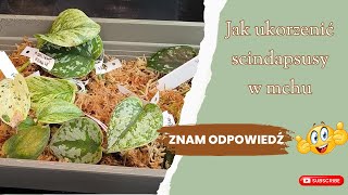 Jak ukorzenić scindapsusy w mchu Znam już odpowiedź na to pytanie 🤗 Rośliny z ostatnich unboxingów🌿 [upl. by Lorens637]