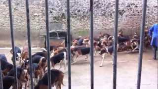 120 hunting dogs being fed at Cheverny France Funny and Amazing [upl. by Asilak]