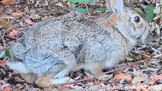 Cottontail Rabbit In The Yard  Backyard Nature Photography [upl. by Januisz]