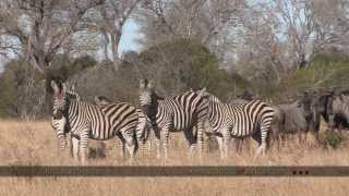 Manyeleti Game Reserve  South Africa Travel Channel 24 [upl. by Naneek228]