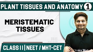 PLANT TISSUES amp ANATOMY 01  Meristematic amp Permanent Tissues  Botany  Class 11HSCNEETMHTCET [upl. by Haldas522]