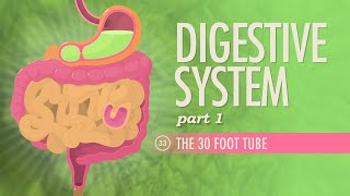 Digestive System Part 1 Crash Course Anatomy amp Physiology 33 [upl. by Agnese431]