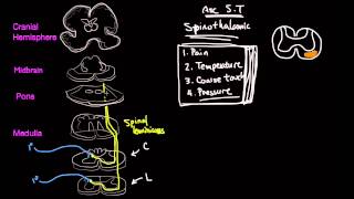 The Spinothalamic Tract [upl. by Gainer732]