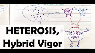 What is HeterosisHELICASE [upl. by Xuaeb369]