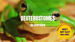 Deuterostomes  An Overview PhDWallahGamer [upl. by Dodie]