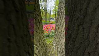 Keukenhof Gardens 2024lisse schiphol amsterdam [upl. by Waligore]