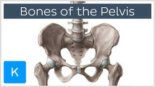 Bones of the Pelvis  Human Anatomy  Kenhub [upl. by Atsiuqal546]