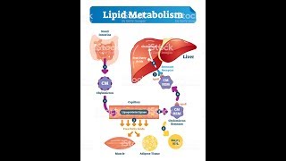 LIPID METABOLISM Biochemistry Session 1Lipid Digestion [upl. by Milla]