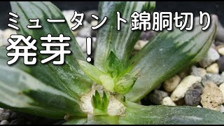 【希少苗繁殖成功！】ミュータント錦の繁殖苗成長記録。胴切りから斑入りの苗が発芽しました。ハオルチア アトロフスカミュータント錦 Haworthia Succulents 多肉植物 [upl. by Meingoldas]