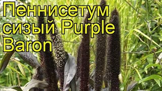 Пеннисетум сизый Пурпл Барон Краткий обзор описание характеристик pennisetum glaucum Purple Baron [upl. by Ayama]