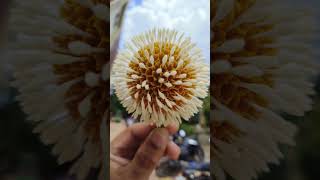 কদম ফুল fisheye lens view Looks like macro shortmobilephotography naturecameralenssky flowers [upl. by Gleich]