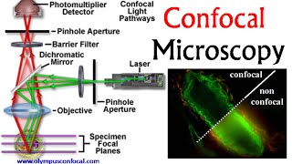 Confocal microscopy  confocal microscope principle [upl. by Iridissa]