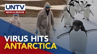 Scientists alarmed as deadly avian flu hits penguin colonies in Antarctica [upl. by Silrac483]