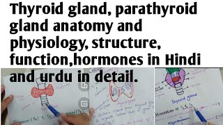 Thyroid gland anatomy and physiology in Hindi urdufunctionstructurehormonesparathyroid [upl. by Randolf194]