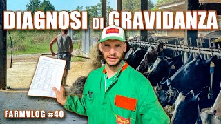 Farm Vlog40  Diagnosi di gravidanza  Più di 50 ecografie da fare [upl. by Issim655]