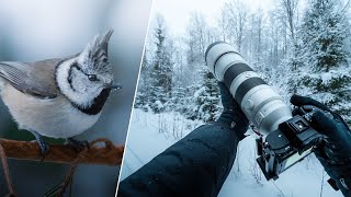 POV Nature Photography  Winter Birds amp Wildlife [upl. by Drahser]