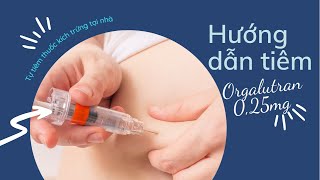 Hướng dẫn tự tiêm thuốc Orgalutran 025mg ngăn rụng trứng  Dr Le Khac Tien [upl. by Airyt]