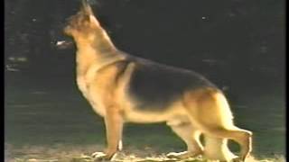 The Official AKC German Shepherd Dog Breed Standard  Part 1 of 2 [upl. by Ethyl917]