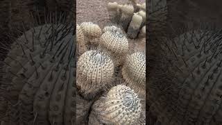 Wild cactus habitat of the one and only Copiapoa cinerea 🤩 This weekend [upl. by Wardlaw]