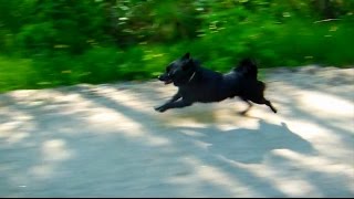 Jekkuschipperke pitää hauskaa Jekku Schipperke having fun [upl. by Nnylirehs963]