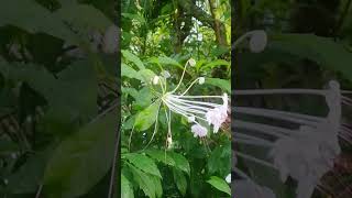 musicalnoteflowerClerodendrum incisumshorts [upl. by Charis]