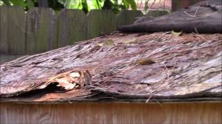 Weather Proofing The Chicken Coop Roof [upl. by Balcer]