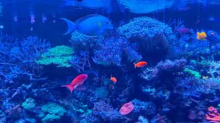 Shoaling surgeonfish and Anthias in the marine aquarium at London Zoo [upl. by Haodnanehs715]