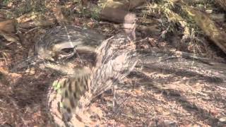 Birds  Bush Stonecurlew Nesting Rare and Endangered Australian Bird [upl. by Charlie]