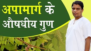 अपामार्ग Achyranthes Aspera के औषधीय गुण  Acharya Balkrishna  6 Oct 2019 [upl. by Callean]