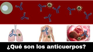 ¿Qué son y cómo funcionan los anticuerpos [upl. by Doralynn]