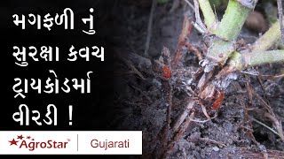 ટ્રાયકોડર્મા ના લાભ જ લાભ । information about Trichoderma। ट्राइकोडर्मा की जानकारी। [upl. by Airasor]