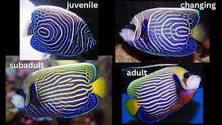 Captive bred Emperor Angelfish [upl. by Neetsirk]