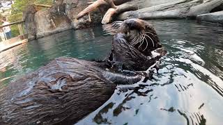 Sea Otter Eats A Sea Urchin [upl. by Karole]