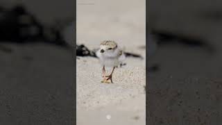 Adorable Baby Piping Plover Exploring the World shorts [upl. by Mair259]