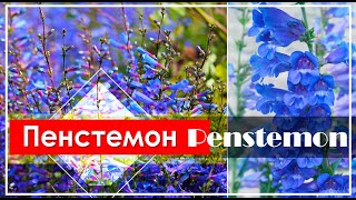 Пенстемон  Penstemon  Красивый Неприхотливый МНОГОЛЕТНИК  ЭНЦИКЛОПЕДИЯ Растений [upl. by Kalasky]