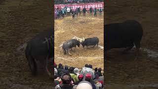 Traditional Sport  Buffalo Fight Part2 [upl. by Annor]