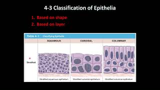 General Histology Epithelial Tissue Review [upl. by Flowers]