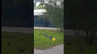 Lovely birds 🤗🐧🐧 a fat bird is eating grass 🌾🌿🌱short video birds 📹 Do subscribe 📹 [upl. by Noitna]