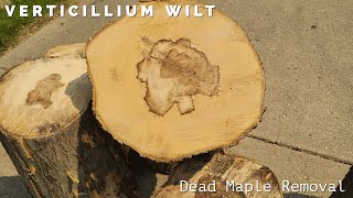 Removing a dead Maple with Verticillium wiltThis WILL kill your Maple Trees [upl. by Dana]