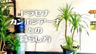 【ドラセナ】ドラセナ・カンボジアーナ《Dracaena cambodiana》との暮らし方【南国の植物専門店STOCKgarden】 [upl. by Mccutcheon]