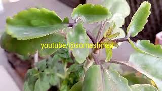 Bryophyllum ब्रायोफिलम Kalanchoe कैलेन्कोई Patharchatta पत्थरचट्टा [upl. by Chem]