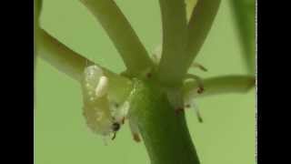 Tachinidae  Aplomya confinis parasitizing Polyommatus icarus [upl. by Geldens]