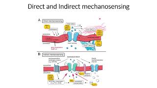 Indirect and Direct Mechanosensing Code 592 [upl. by Yssac797]