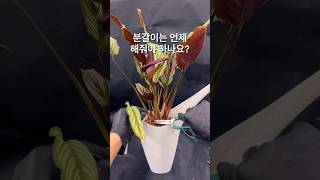 잎끝이 마른다면 영양이 부족 칼라데아 진저 Calathea Roseo Lineata [upl. by Magbie]