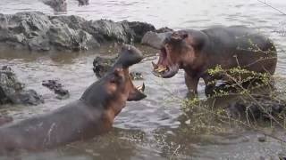 Hippo Fights To The Death [upl. by Padgett]