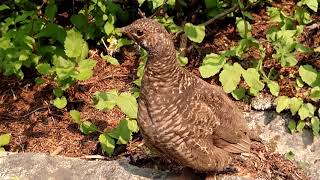 Female Ptarmigan in Valhalla [upl. by Kurtz]