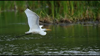 Grande Aigrette  Great Egret [upl. by Benedix120]