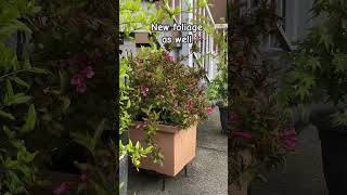 Weigela In Container Reblooming In Summer [upl. by Neau]